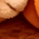 Gato naranja calabaza