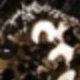 ريشة