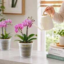 5 piezas Macetas transparentes para orquídeas, macetas de plástico transparente con agujeros de drenaje, macetas de crecimiento transpirables para plantas de Phalaenopsis de interior - 5 unidades - Ver 4