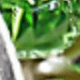 White, Green, Dark Green, Army Green