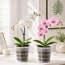 5 piezas Macetas transparentes para orquídeas, macetas de plástico transparente con agujeros de drenaje, macetas de crecimiento transpirables para plantas de Phalaenopsis de interior - 5 unidades - Ver 10