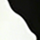 الأسود