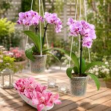 5 piezas Macetas transparentes para orquídeas, macetas de plástico transparente con agujeros de drenaje, macetas de crecimiento transpirables para plantas de Phalaenopsis de interior - 5 unidades - Ver 7