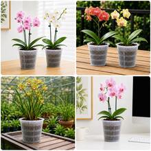 5 piezas Macetas transparentes para orquídeas, macetas de plástico transparente con agujeros de drenaje, macetas de crecimiento transpirables para plantas de Phalaenopsis de interior - 5 unidades - Ver 5