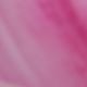 Rose Pink