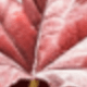 Large Maple Leaf Branch - Dark Red