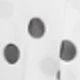 Lace Trim - White Polka Dot