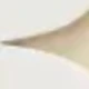Multicolor