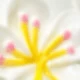 黃白色