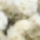 White-green 6