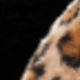 Black and Leopard Print