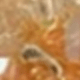 橘色