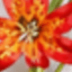 紅橙色