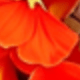 橘紅