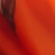 Burnt Orange