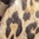Motif macan tutul