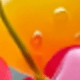 Multicolor