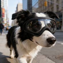 Pet Goggles For Large Dogs 25-80 Lbs, UV Protection, Adjustable Strap, Anti-Fog Outdoor Running Eye Protection Gear - Multicolor - View 10