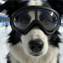 Pet Goggles For Large Dogs 25-80 Lbs, UV Protection, Adjustable Strap, Anti-Fog Outdoor Running Eye Protection Gear - Multicolor - View 12