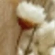 Brown 3