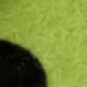 Panda Green 2
