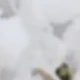 White Brown 6