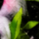 Panda Green 4