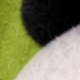 Panda Green 5
