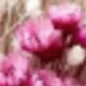Pinkish White 3