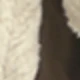 بني