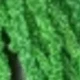 Green 1