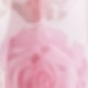 Pale Pink Rose