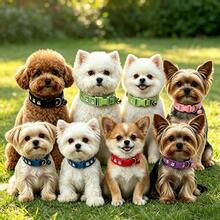 Cute Cartoon Adjustable Pet Collar With Bell And Print For Small And Medium Dogs And Cats - Black - View 5