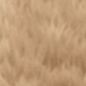 بني فاتح