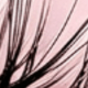 Cat Eye Lashes