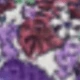 Violet Purple