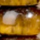 Tigeraugestein