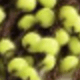 Fruit Green