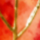 Maple Leaf