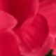 亮玫紅