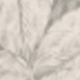 متعدد الألوان
