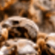 Castor Oil
