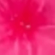 Red Gardenia