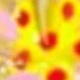 Yellow Plumeria With Yellow Center