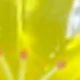 Yellow Double-petal Flower