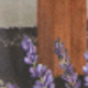 Lavanda