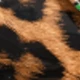 Unta