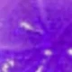 Purple Plumeria