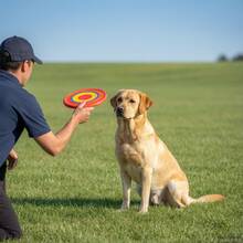 1pc Soft Rubber Dog Toy, Durable Chewable Floating Fetch Toy, Lightweight Interactive Training Play Toy, Suitable For Medium, Small And Large Dogs Outdoor Park Interactive Games - Multicolor - View 3