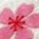 透明櫻花
